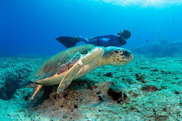 Caretta caretta?ların denizle buluşma süreci