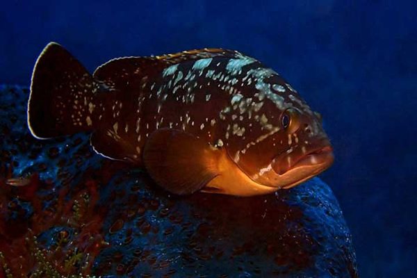 Kaş`ta orfoz alarmı