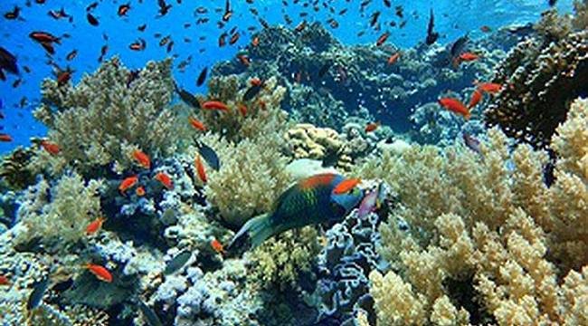 Bir dalış rüyası: Sharm-el Sheikh