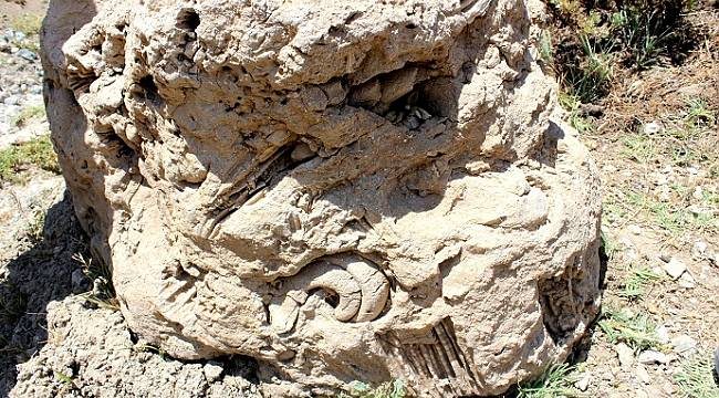 Deniz canlısı fosili turizmi hareketlendirebilir