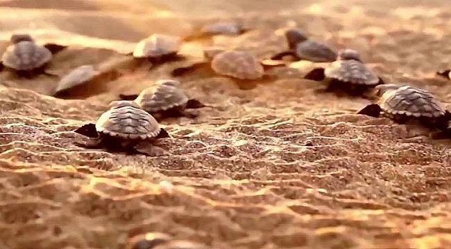 Caretta caretta düşmanları: Işık, şezlong, şemsiye